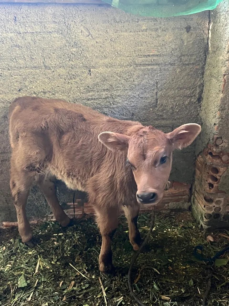 Bezerro - Saudável e Bem Cuidado - Foto 3
