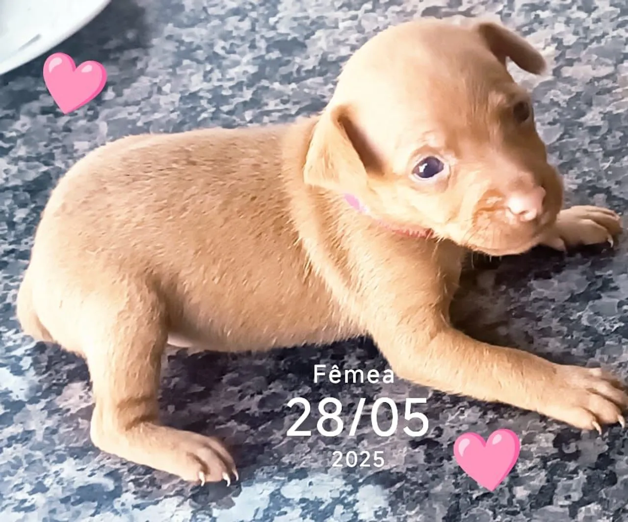 Pinscher precinho para Vender Logo