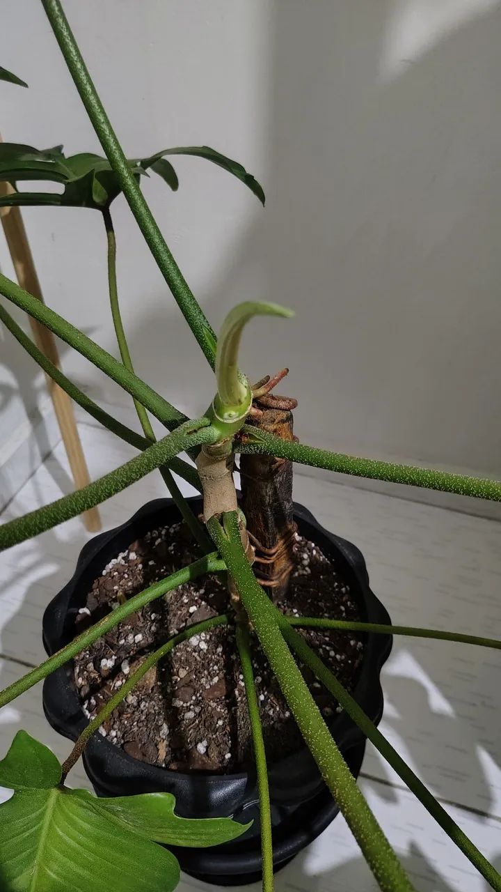 Planta filodendro pedatum - Foto 4