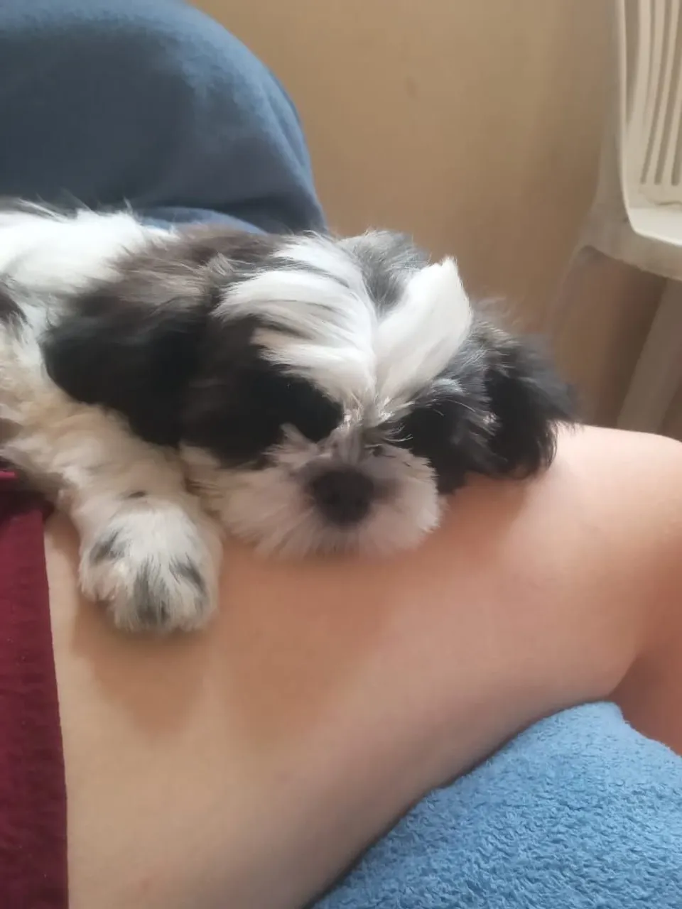 Shih Tzu filhote venda