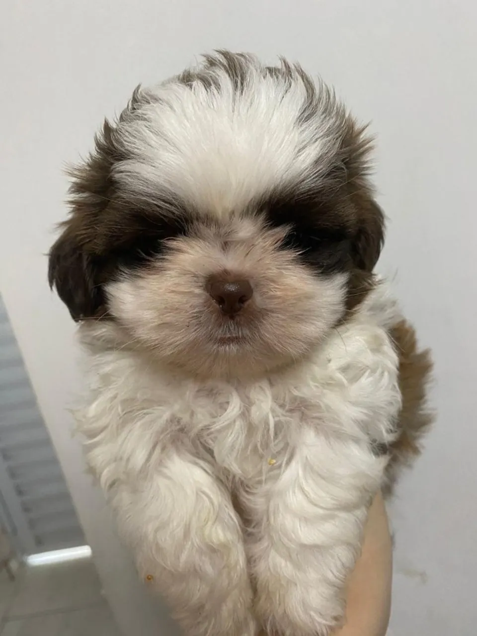 Filhotes de Shih Tzu | Com Certificado de Saúde