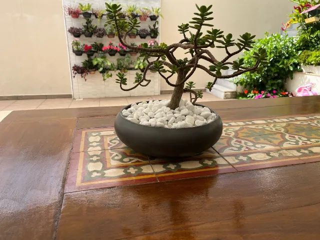 Bonsai Planta de Jade  - Foto 2