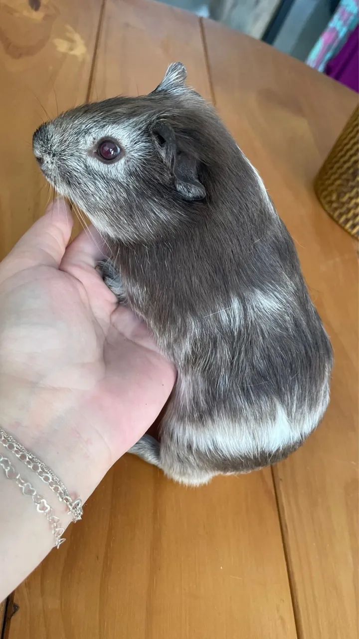 Porquinho da Índia  - Foto 5