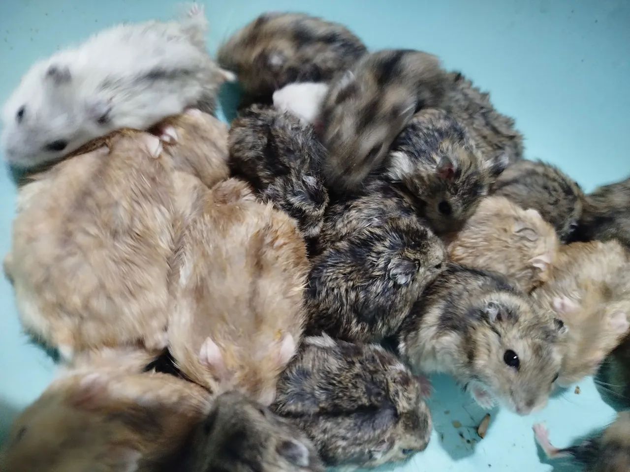 Hamster anão russo  - Foto 6