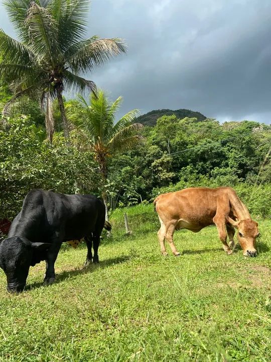 Casal de mini boi  - Foto 2