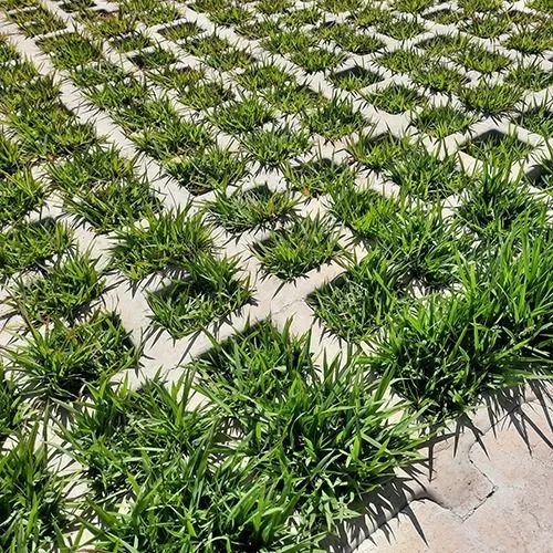 Pisograma Drenante Ecológico para Jardim - Foto 2