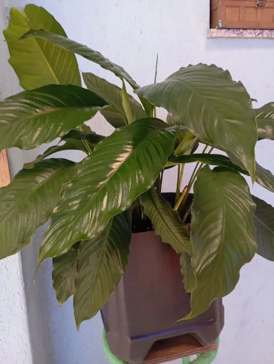 Plantas para sua casa abacateiro e lírio da paz a venda!
