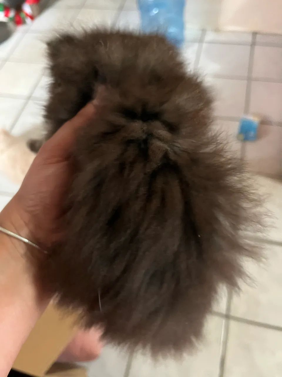 Persa macho  - Foto 4