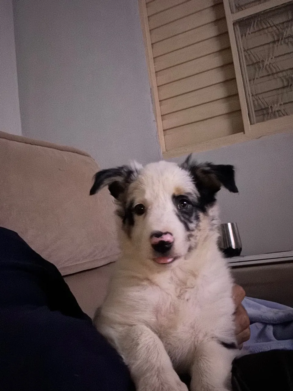 Border Collie femea Merle