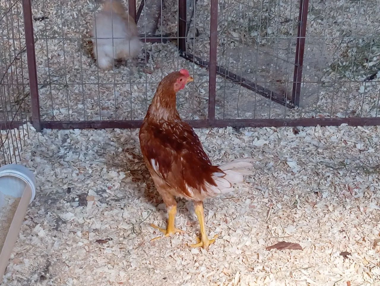 Aves Disponíveis - Foto 2