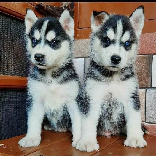 Husky Siberiano com entrega imediata 