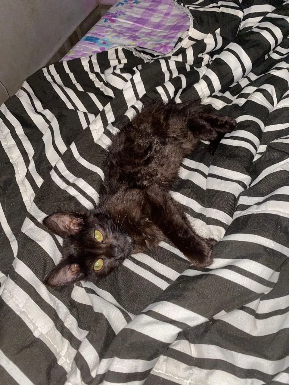 Gatinho preto para adoção!