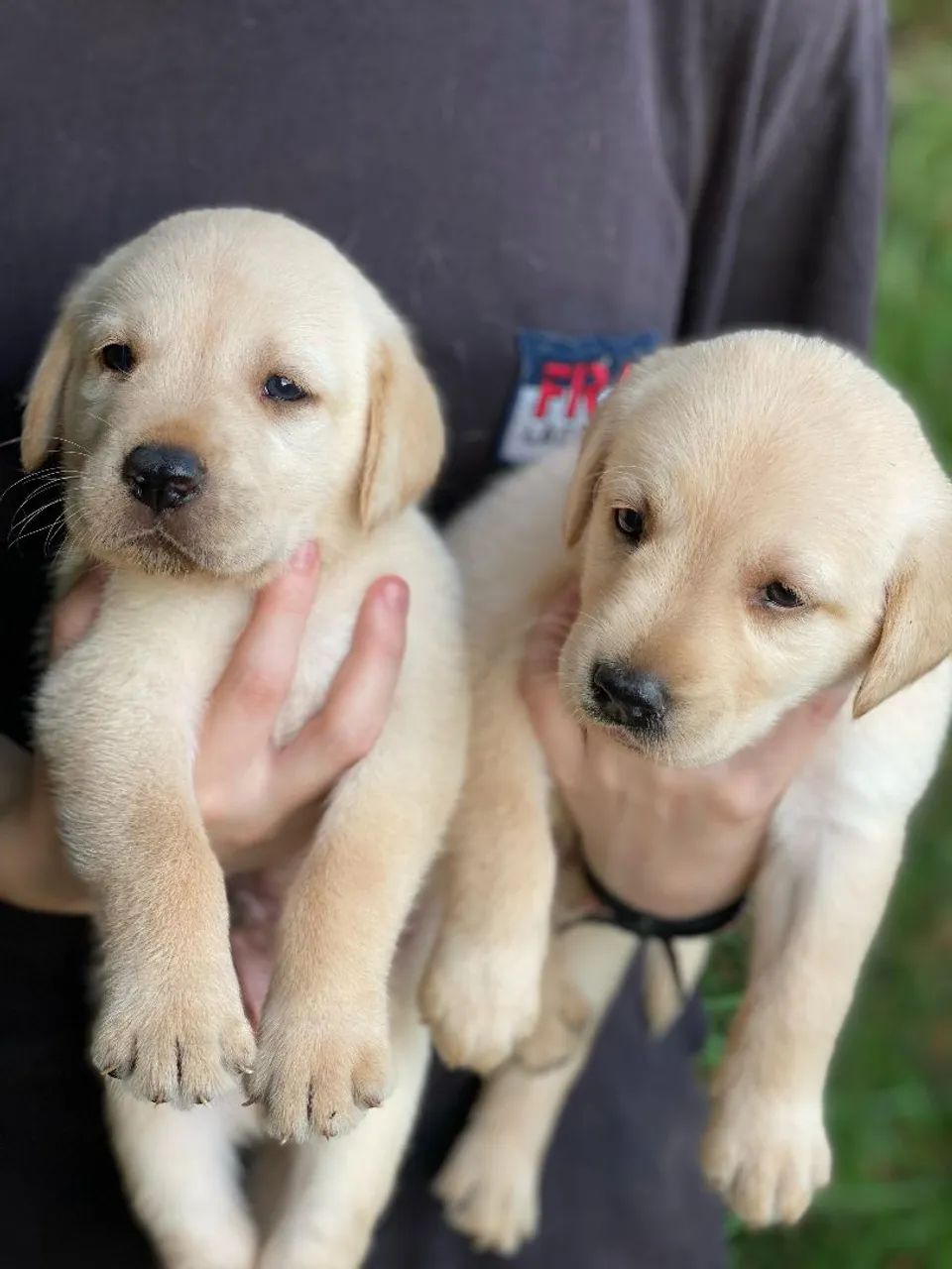 Labrador perfeitos - Foto 2