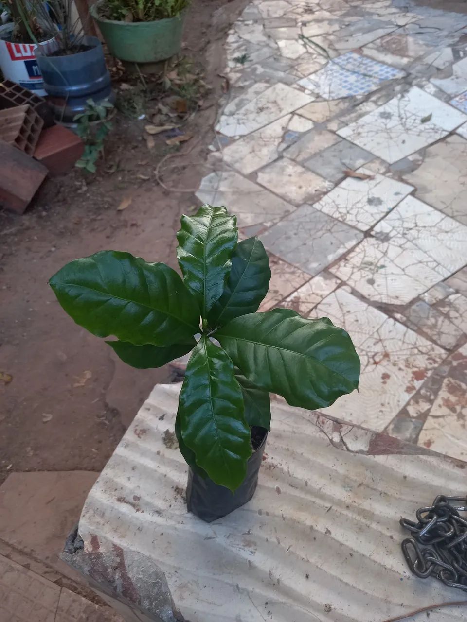 Mudas de Café - Pronta para Plantar
