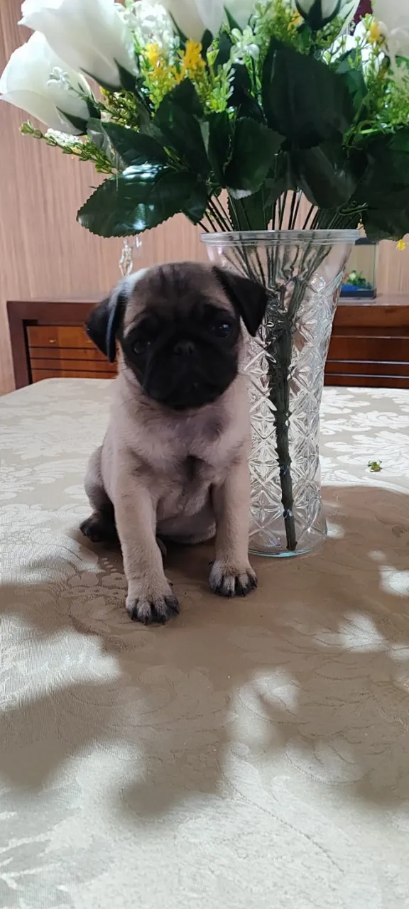 pug femea 50 dias pais com pedigree já tomou 1ª dose vacina importada
