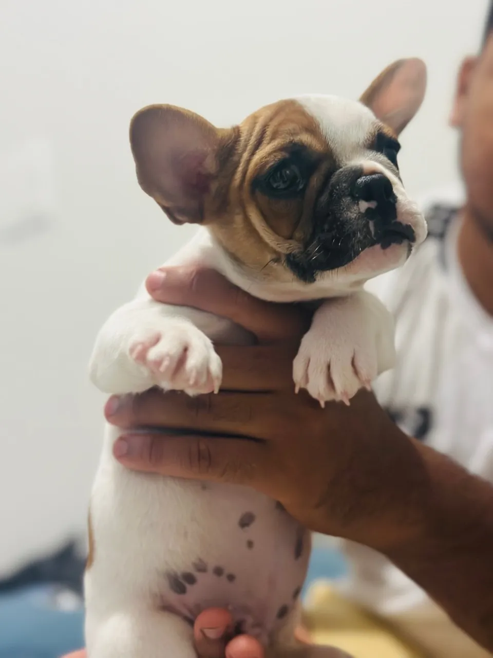 Filhote de buldogue Francês - Encantador!