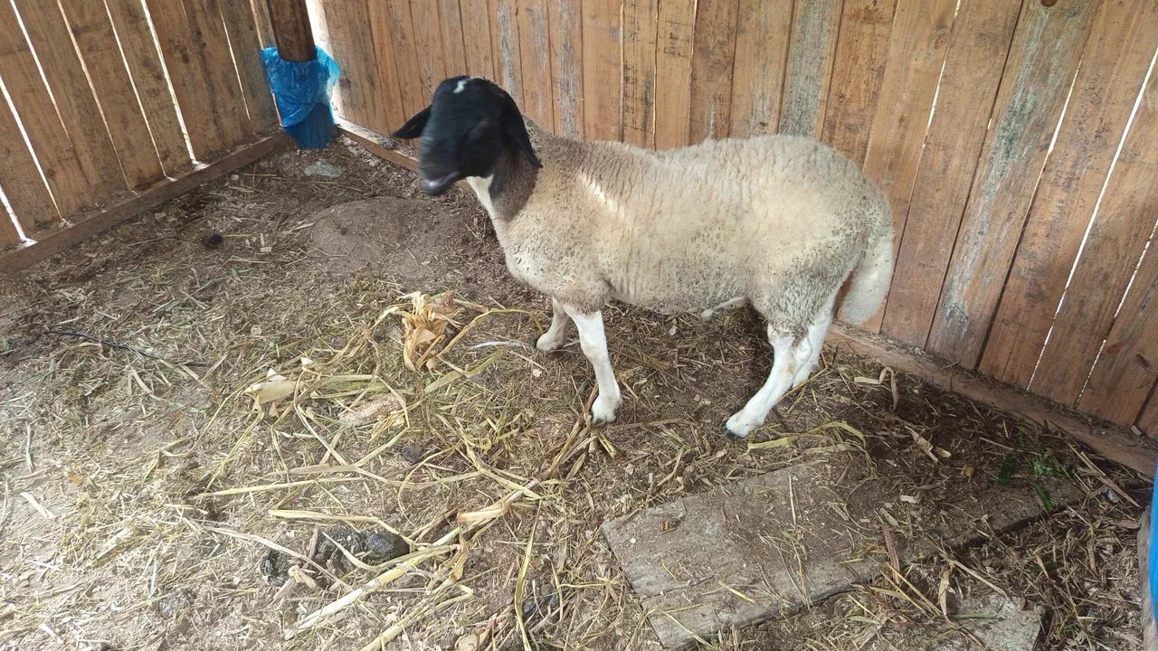 Borrego para venda