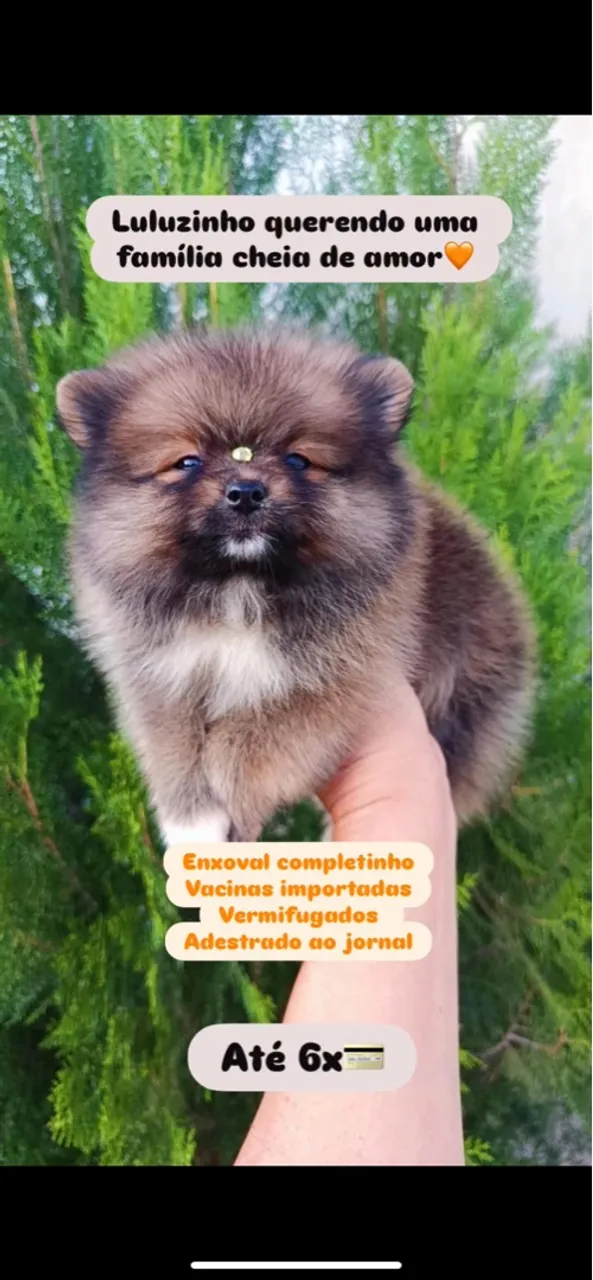Lulu da pomerania com pedrigree