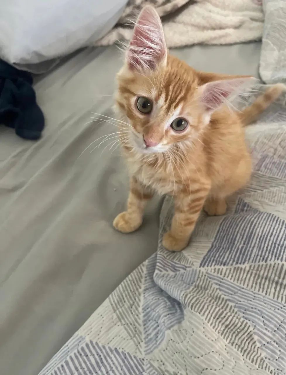 Doa-se filhote de gatinho laranja 3 meses  - Foto 2