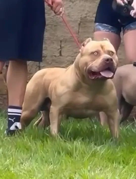 Pit Monster disponível a coberturas  - Foto 2