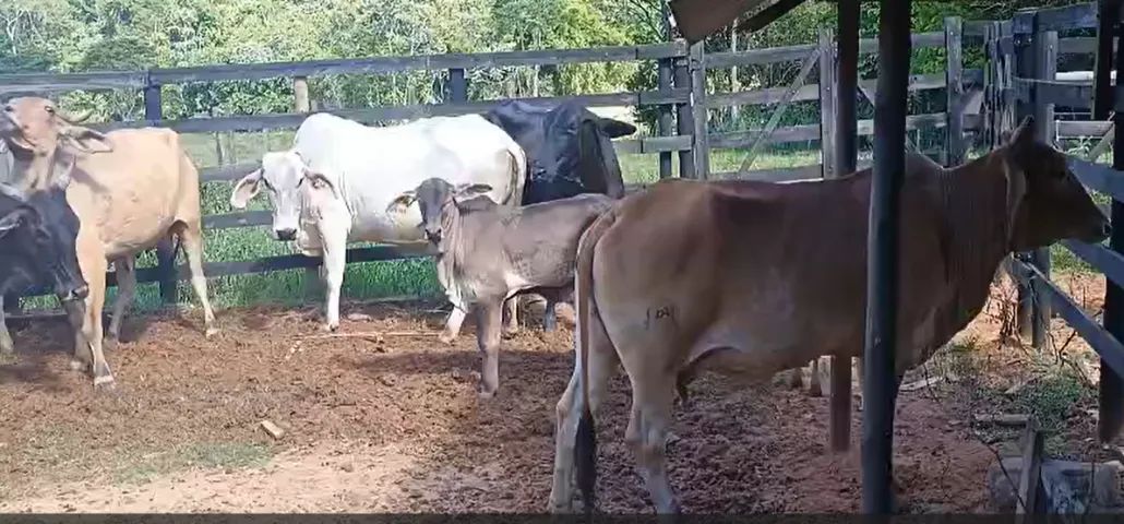 Vacas Paridas - Foto 4