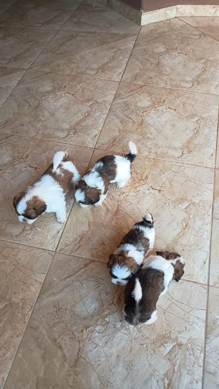 Filhotes de Shih Tzu