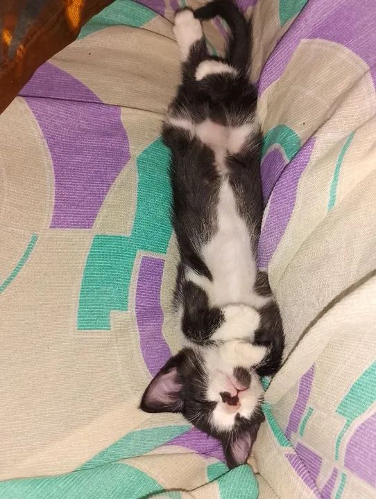 Doação de gatinha filhote - Foto 3