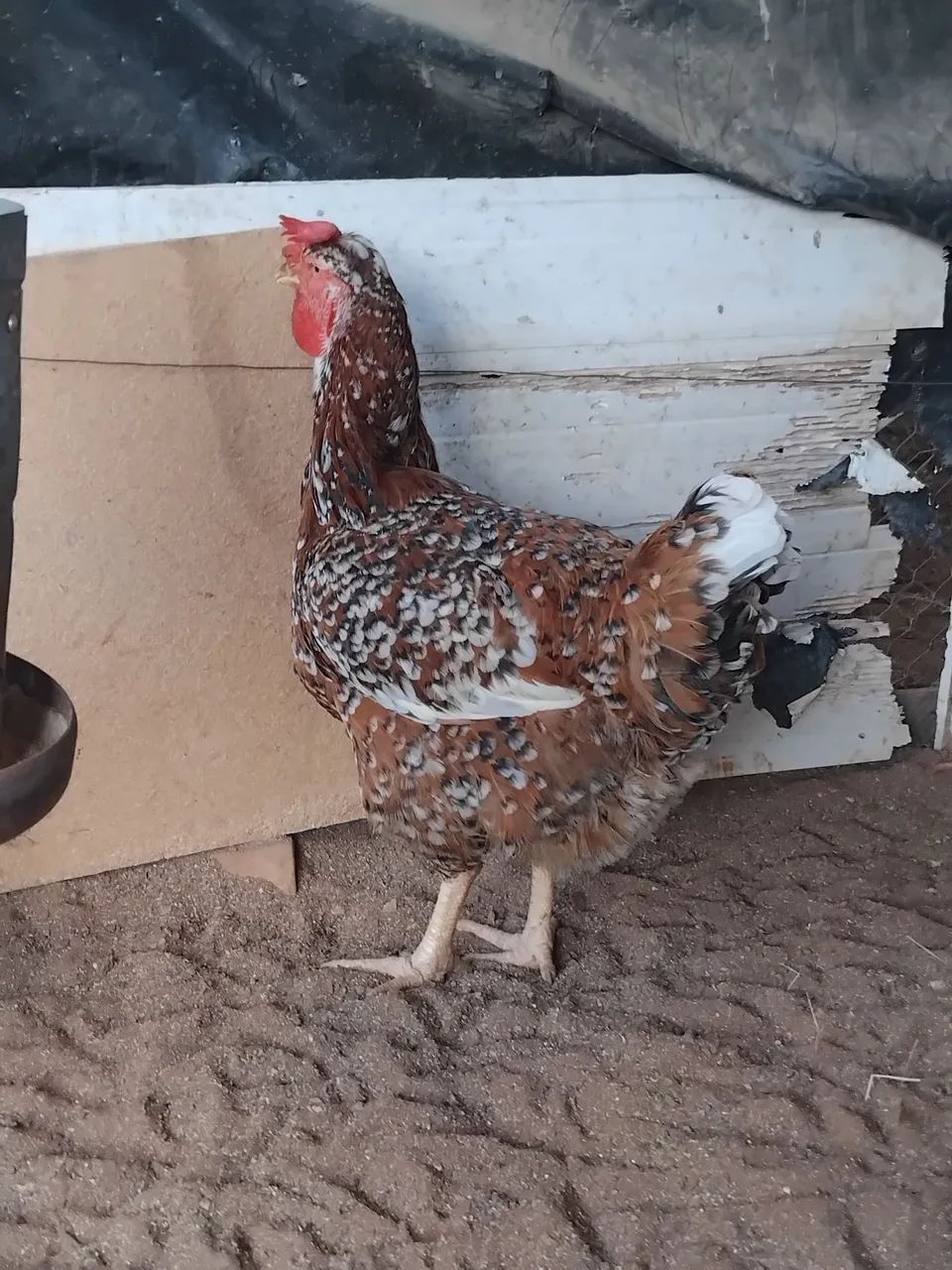 Ovos e pintos Da galinha sertaneja balão (GSB)