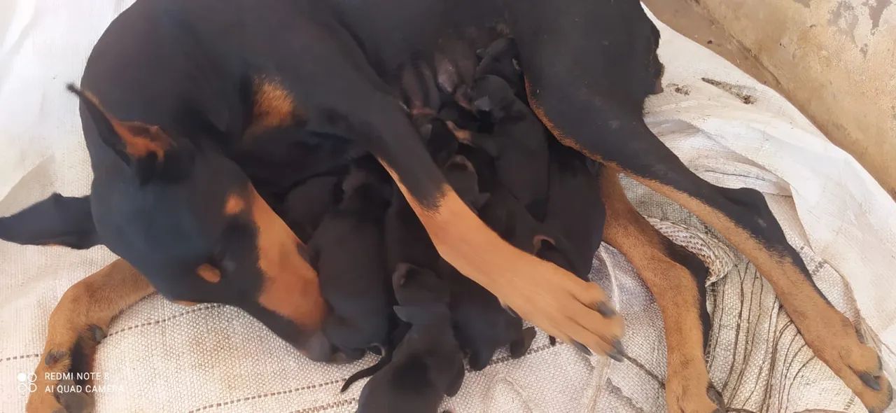 Filhote de doberman disponível - Foto 2
