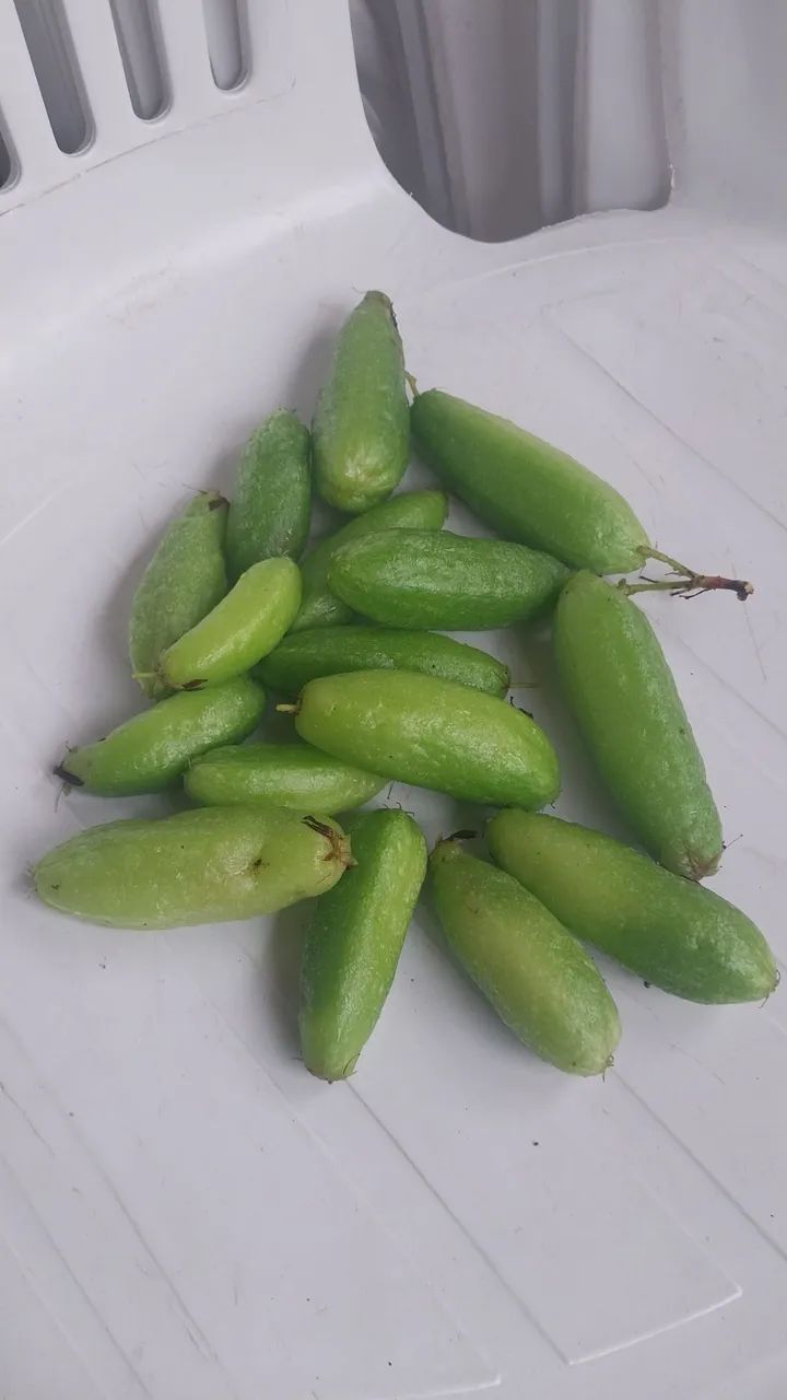 Mudas de biribiri  - Foto 2