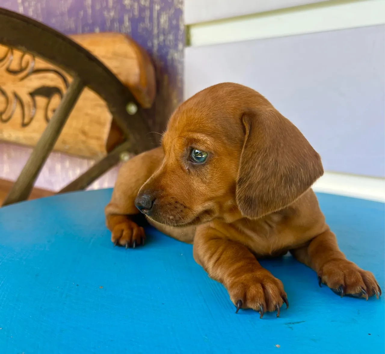 Filhote basset padrao mini MACHO