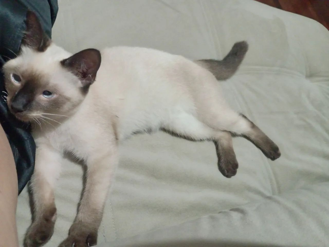 Gatinha Siamês disponível para adoção - Foto 3