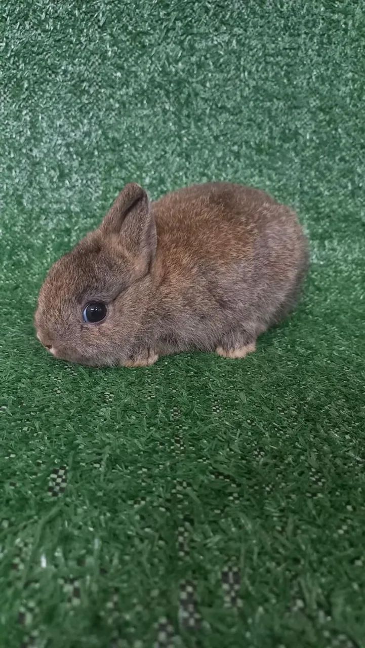 Netherland Darf Importado Coelho anão 