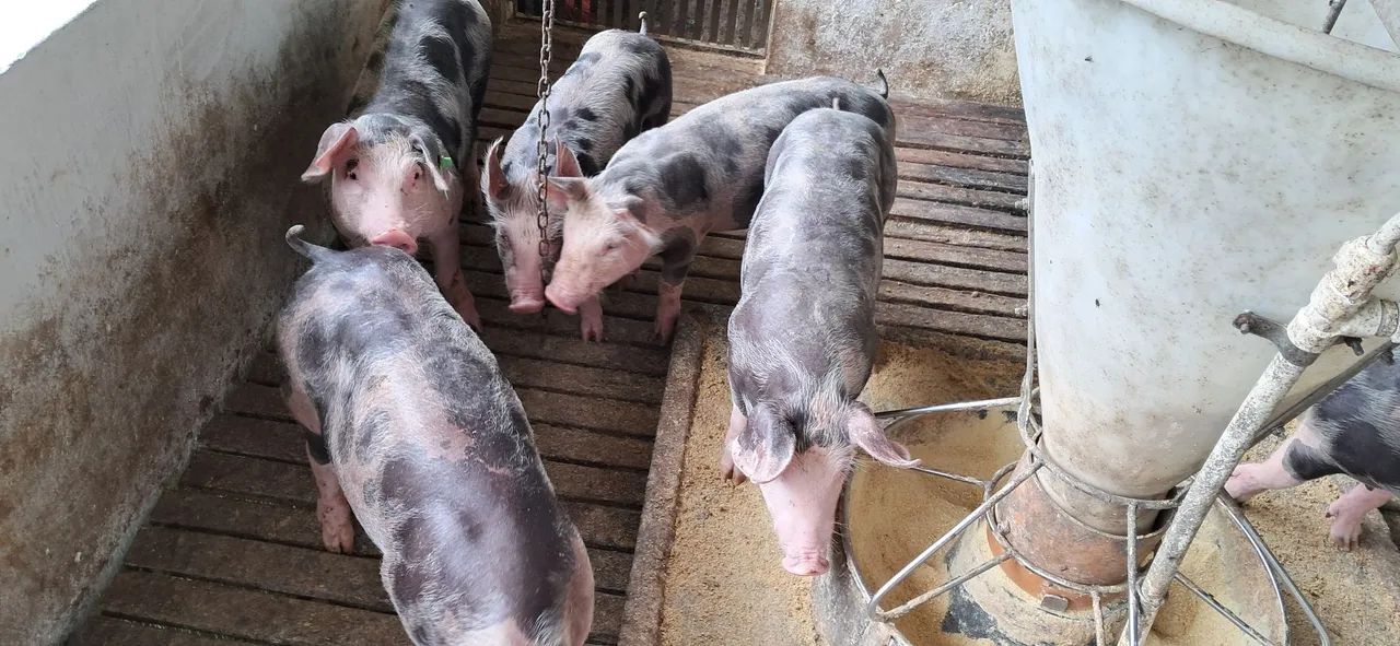 SUINO abate e recria - Foto 4