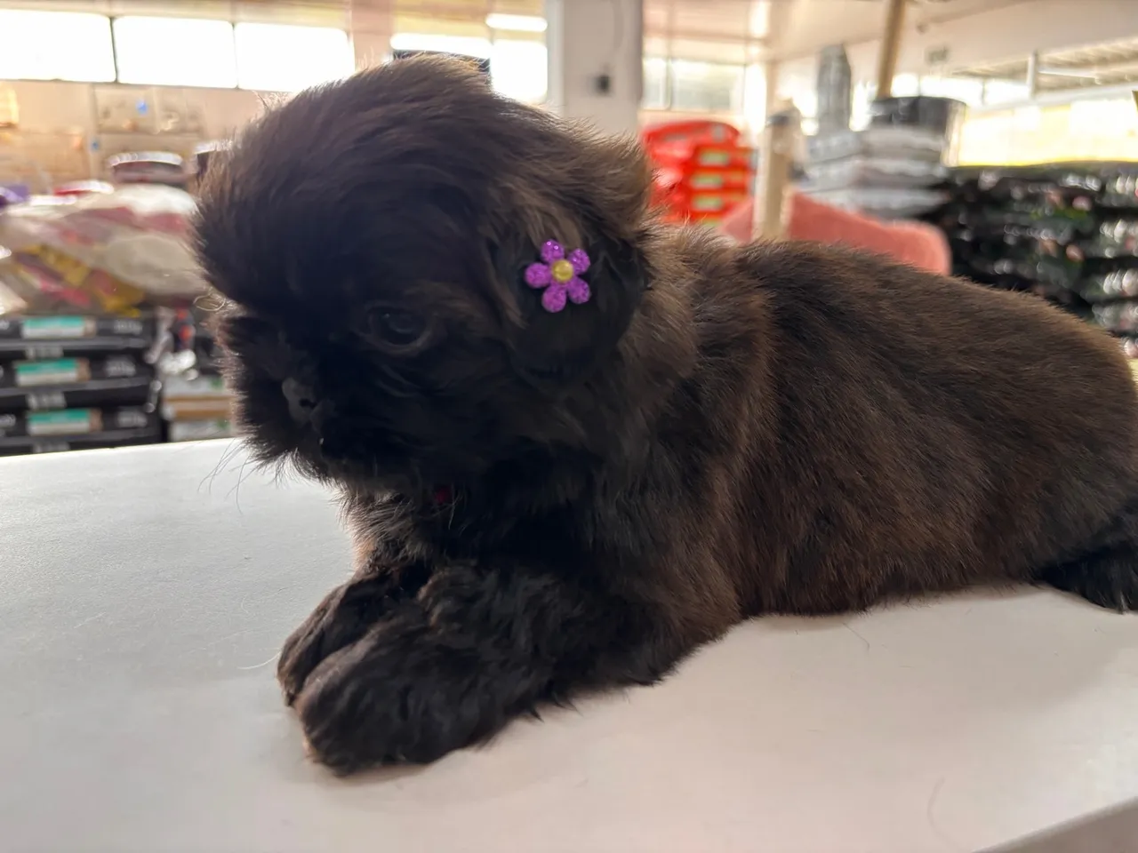 Filhote de Shih Tzu fêmeas