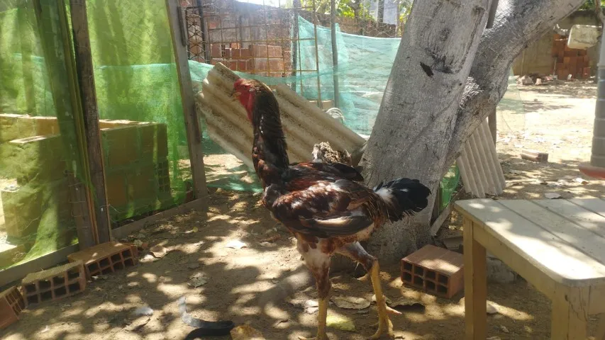 Vendo Indio Gigante 6 meses
