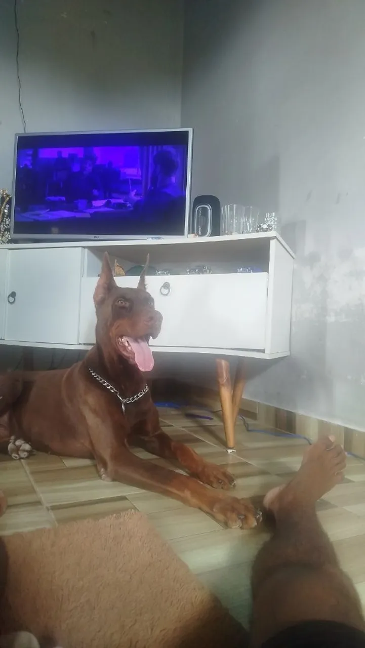 Doberman Macho, 500 em dias D'Ávila