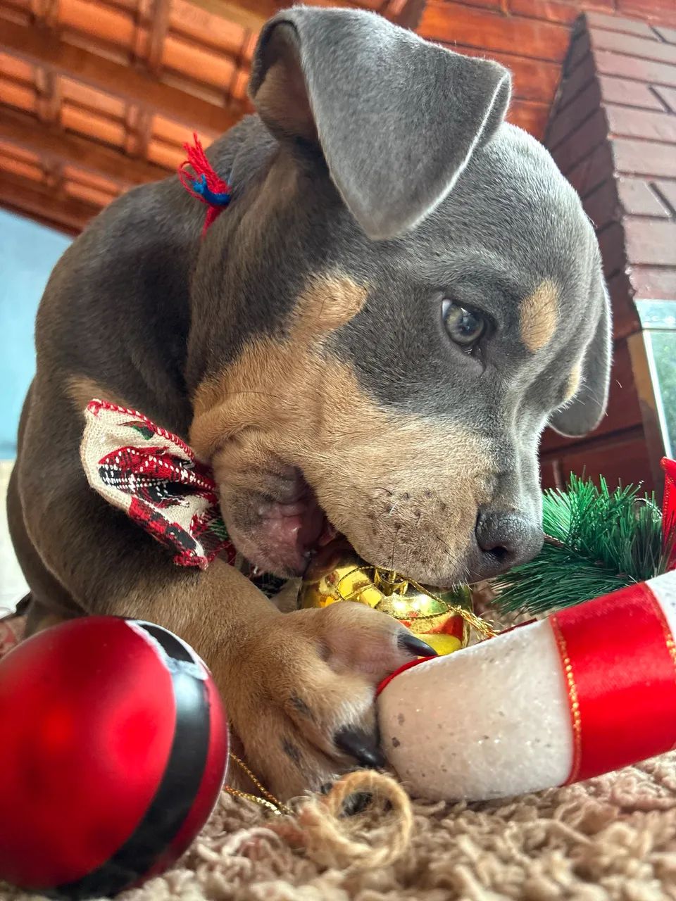 American bully - Micro  - Foto 3