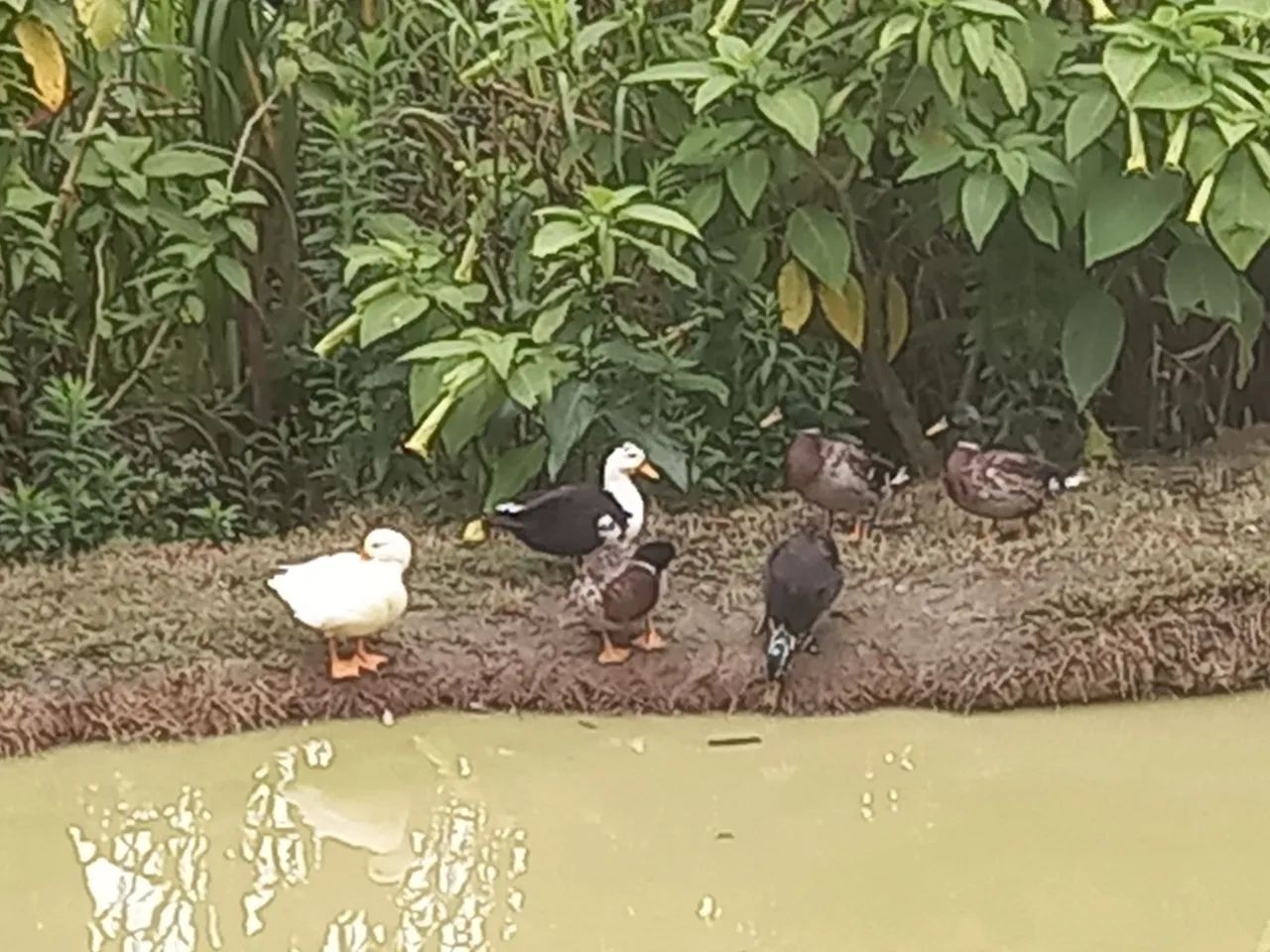 Selling Cool breed mini duck