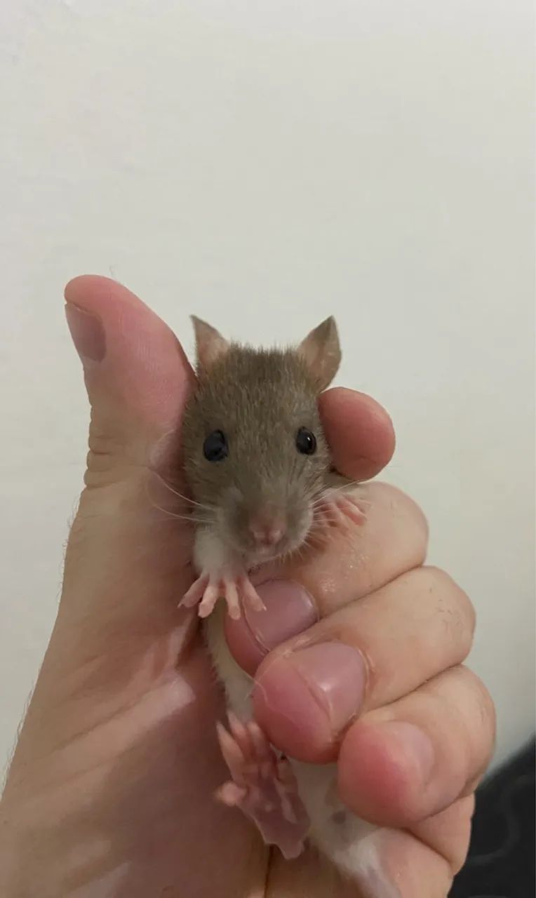 Vendo Ratinhos Filhotes (Raça Twister Standard) - 1 mês e 4 dias - R$50,00 cada - Foto 4