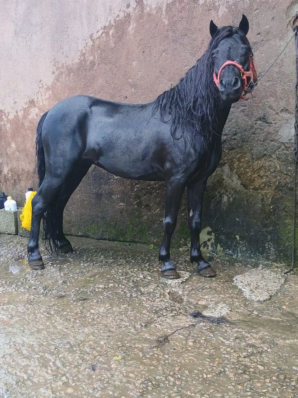 Pônei a venda Garanhão  - Foto 5