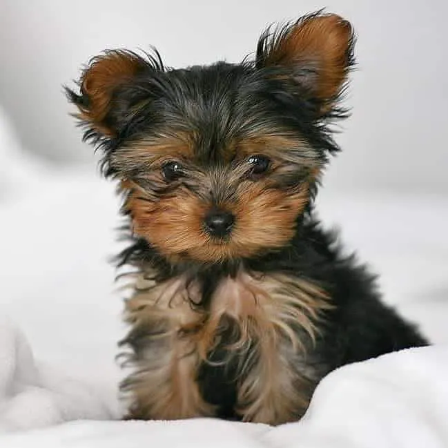 Filhote de Yorkshire Terrier FEMEA - Linda e charmosa!