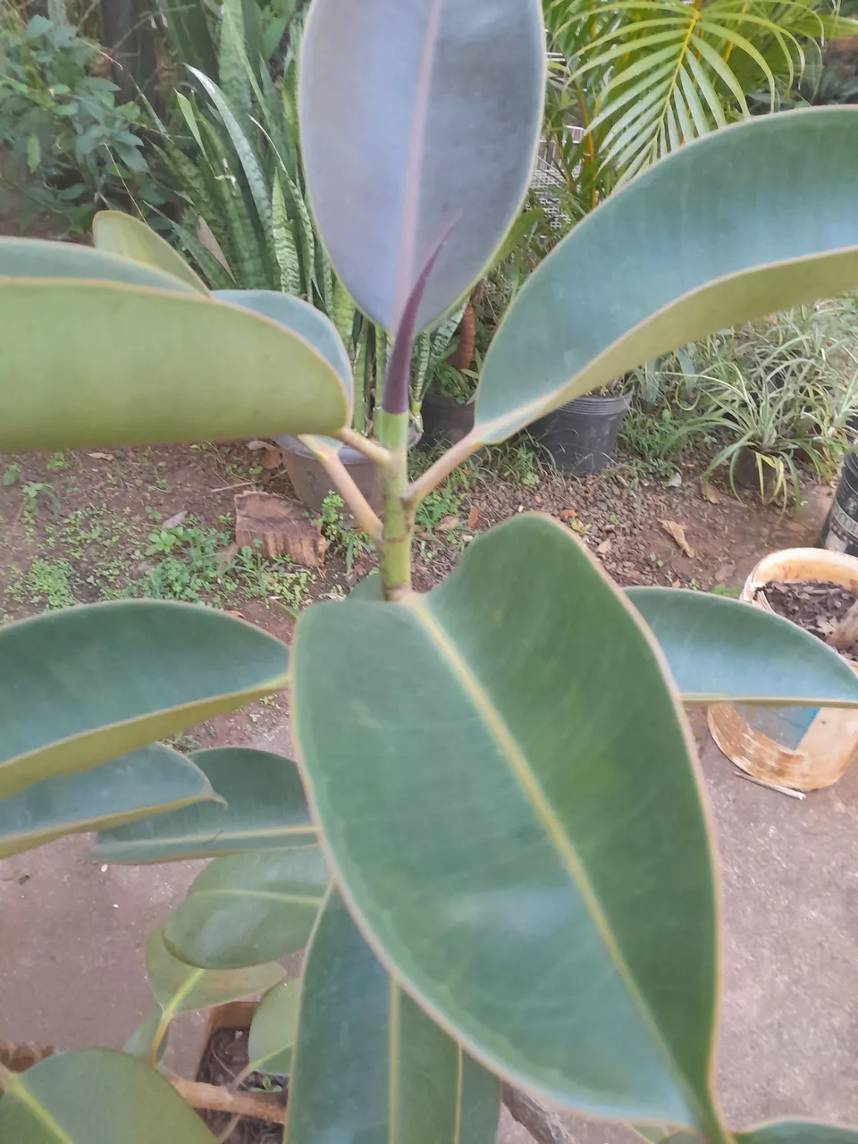 Mudas de Ficus Elastica Ruby, RARIDADE,