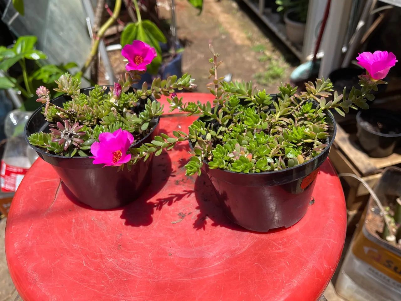 Mudas de Portulaca em vaso - Foto 2