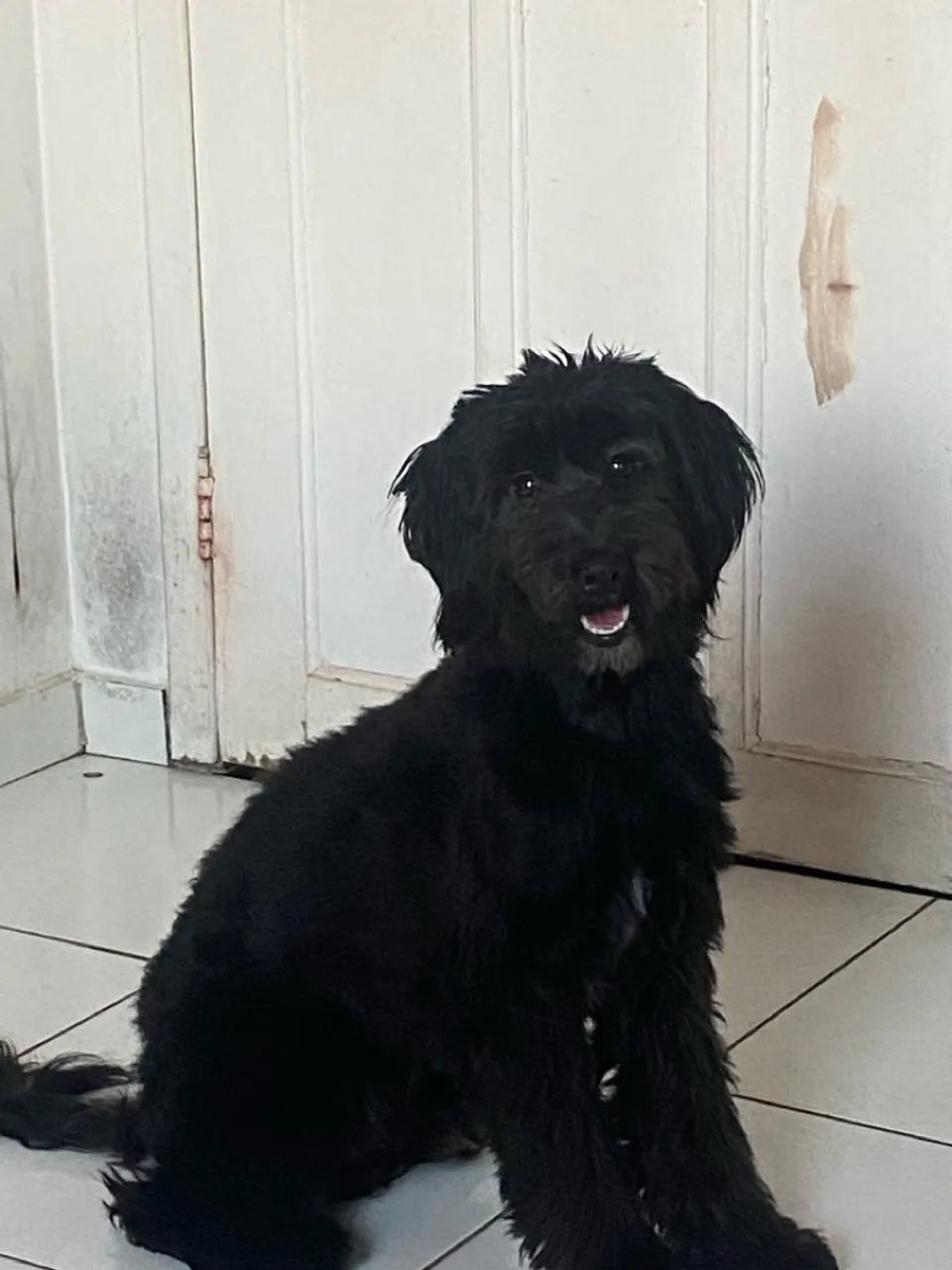 Filhote de Cachorro Preto - Raça Indefinida
