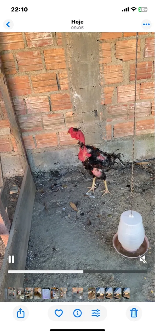 Galo de raça