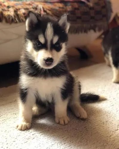 Husky siberiano com olhos azuis 