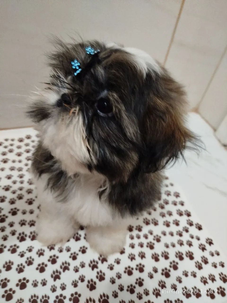 Filhote Shih Tzu Macho - Pelagem Exuberante e Charmoso!