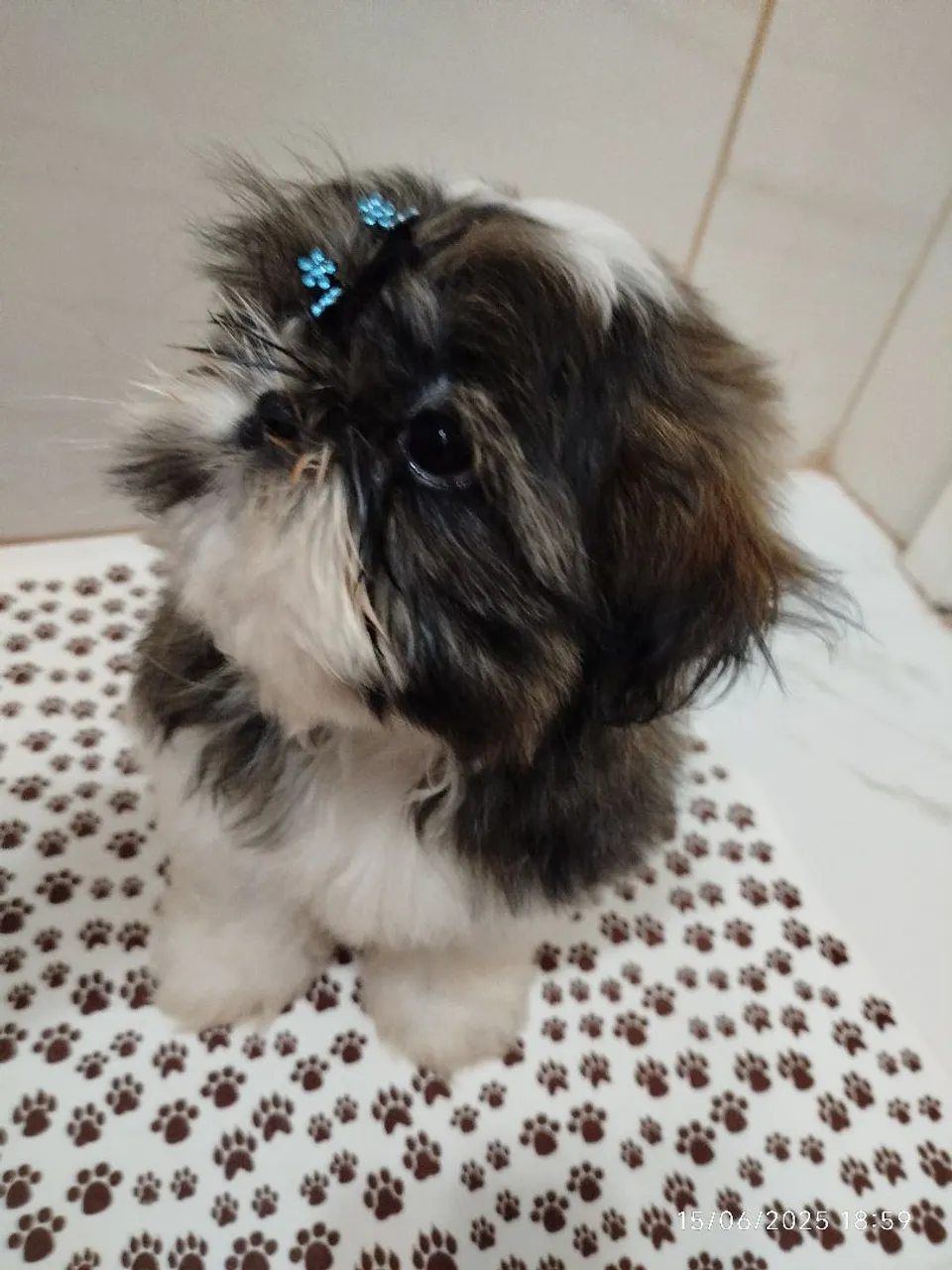 Filhote Shih Tzu Macho - Pelagem Exuberante e Charmoso!