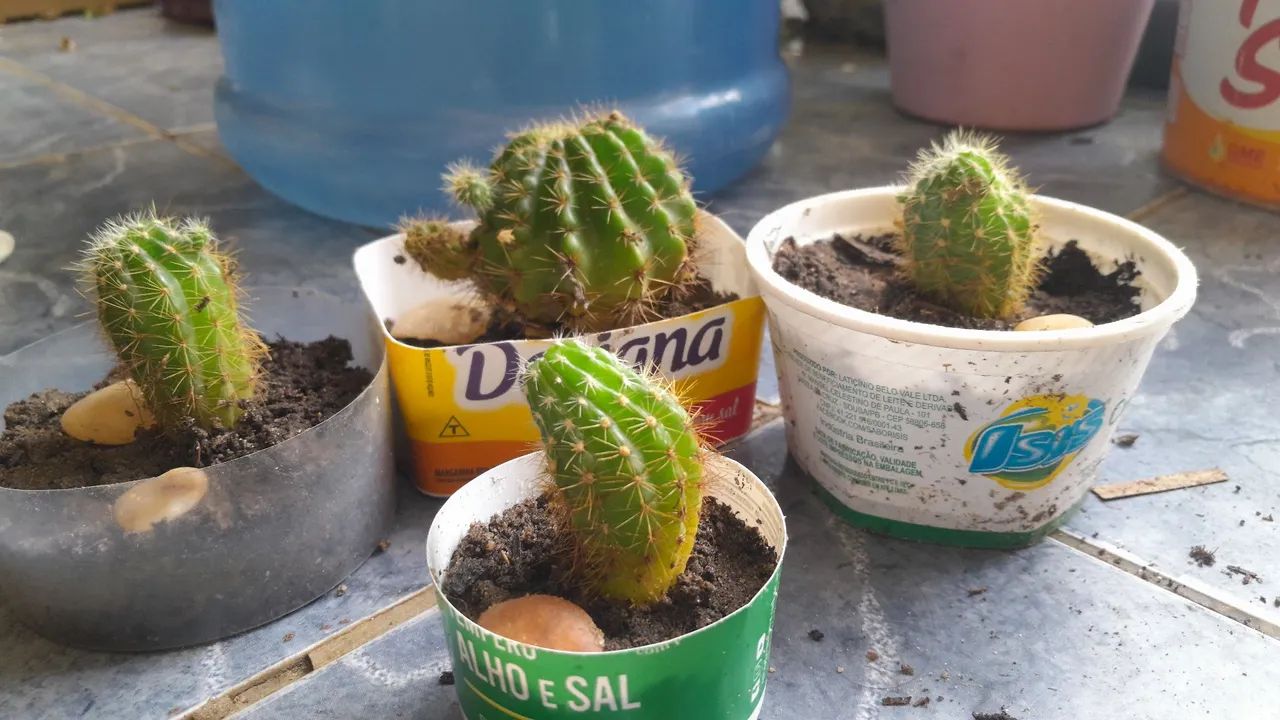 Cactus para venda - Foto 3